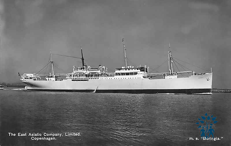 m.s.boringia.jpg